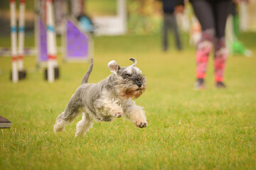 Dog is running in agility.  Amazing evening, Hurdle having private agility training for a sports competition