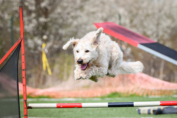 Dog is jumping over the hurdles. Amazing day on czech agility privat training