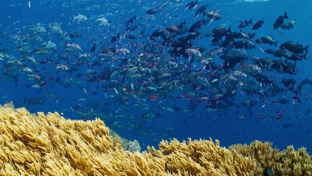 Large schools of Red snapper, Brassy Chub, and Three-Stripe Fusilier gracefully navigate over soft coral in the Great Barrier Reef