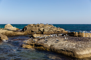 해안가 바위 위에 서 있는 비둘기들