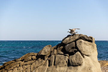 해안가 바위 위에서 날갯짓하는 비둘기