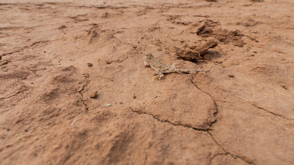 A gray-brown lizard with thumbs is standing on the ground. Long thin tail. Symmetrical patterns and small black eyes. A red pattern is drawn with the left paw. Dry land, stones are lying nearby.