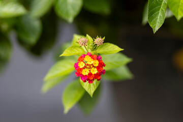 예쁘게 피어 있는 란타나 꽃