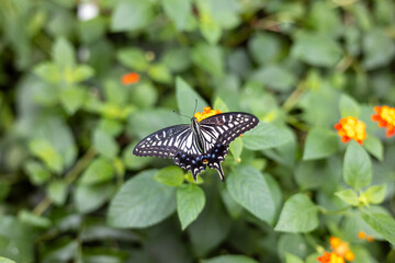 란타나꽃에 앉아 있는 호랑나비