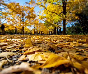 autumn in the park