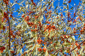 ripe oleaster (russian olive) fruits on the tree (Elaeagnus angustifolia) in Karankul (Tashkent region, Uzbekistan)