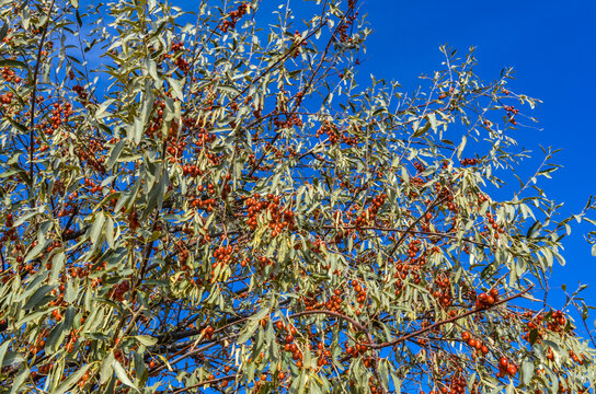 ripe oleaster (russian olive) fruits on the tree (Elaeagnus angustifolia) in Karankul (Tashkent region, Uzbekistan)