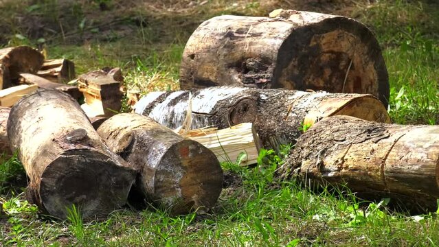 heap of birch logs isolated on the green grass close up. Birch logs for a fire. Harvesting firewood for the winter. Wood fuel.
