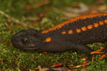 Closeup on a colorful but endangered adult Tiannan Crocodile Newt, Tylototriton yangi sitting on the ground