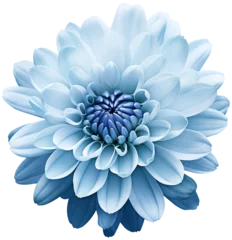 Deurstickers colorful chrysanthemum flower cutout without background © Kitipong