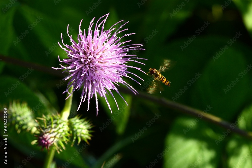 Poster Thistle flowers and insects. Asteraceae  perennial plants, the flowers are flower heads consisting of many thin tubular reddish-purple florets.