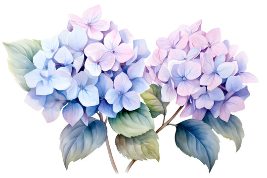 Delicate hydrangea flowers, branches and leaves, watercolor. Botanical design for wedding invitations, wallpapers, fashion, prints,
greeting cards in watercolor style