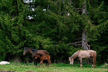 Horses with a foal graze near spruce trees on the lawn