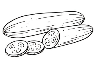 Cucumber Hand Drawn Illustration