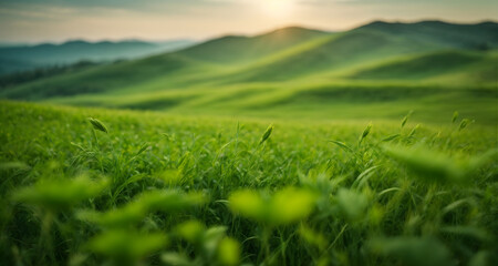 Beautiful panoramic view of green meadows, field.
