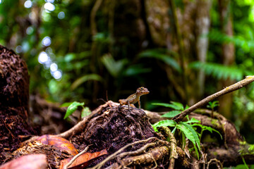 Gecko in Rainforest 