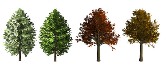 Fototapeta premium maple trees Christmas tree Illustrations on transparent background
