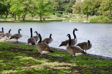Munich Bavaria Germany -September 1 2023 in munich west park wild geese in the park