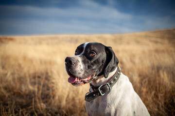 An English pointer gundog portrait in the hunting field. A black had a pointer dog with a blurry...