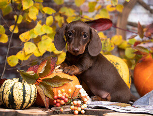 Chocolate dachshund puppy and small pumpkin