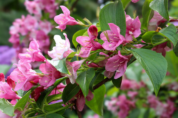 pink spring blossoms in garden