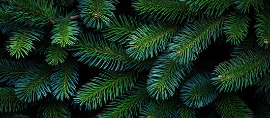 Fototapeta na wymiar Texture of Christmas tree branches on a natural