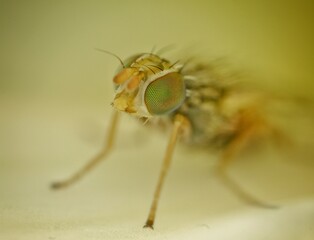 Macro photography of an Alien fly in a small plant with a yellow and green background