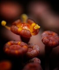 Macro photography of a Anethum graveolens - beautifull dill flower in a red and black background