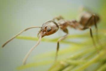 Macro photography of an Ant looking for food in a small plant in a green and yellow background