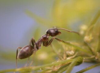 Macro photography of an Ant looking for food in a small plant in a blue and yellow background