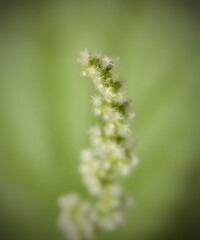Macro photography of a small Cactus flower on a grenn background
