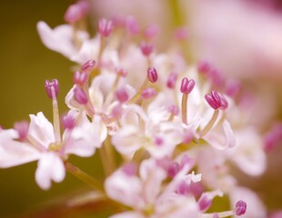 Macro photography of the beautiful and colourful Coriandrum sativum - coriander flower on a purple feeling