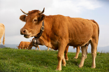 Great and amazing cattle raze of thenorth italian mountains
