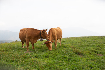 Fototapeta na wymiar Great and amazing cattle raze of thenorth italian mountains