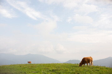 Great and amazing cattle raze of thenorth italian mountains