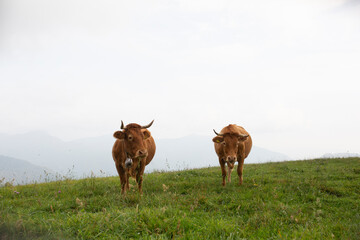 Great and amazing cattle raze of thenorth italian mountains