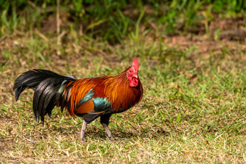 Beautiful Rooster standing on the grass in blurred nature green background. Concept like a boss, cool man, the winner, Year of rooster.