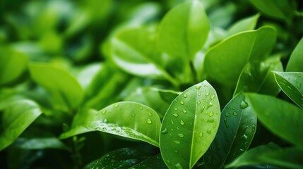 Green tea leaves on the plantation with water drops close-up
