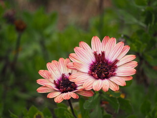 キク科の花　オステオスペルマム