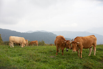 Great and amazing cattle raze of thenorth italian mountains