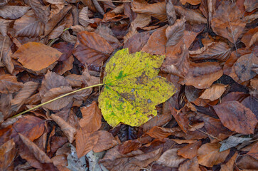 fallen autumn leaves