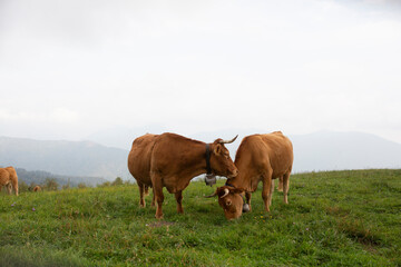 Fototapeta na wymiar Great and amazing cattle raze of thenorth italian mountains