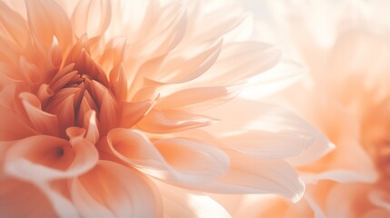 Dahlia flower background closeup with soft focus and sunlight - obrazy, fototapety, plakaty