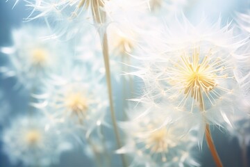 Dandelion flower background, closeup with soft focus, photo