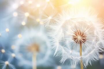 Dandelion flower background, closeup with soft focus, photo, blurred background