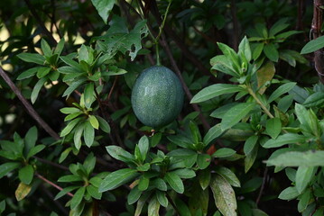 Trichosanthes kirilowii var. japonica unripe fruits. Cucurbitaceae dioecious perennial vine. Fruits...