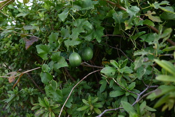 Trichosanthes kirilowii var. japonica unripe fruits. Cucurbitaceae dioecious perennial vine. Fruits...