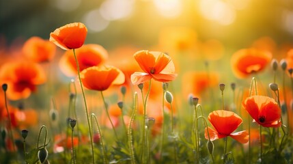 Poppy spring flowers with sunlight, blurred nature background