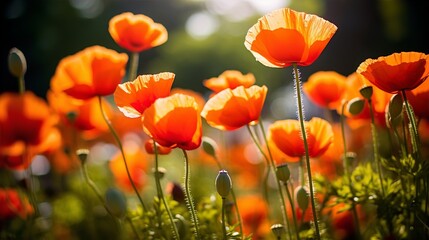 Fototapeta premium Poppy spring flowers in the garden with sunlight, blurred nature background