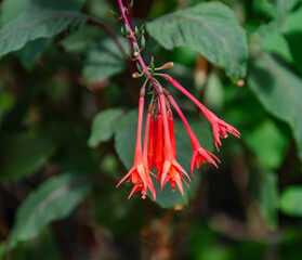 Munich Bavaria Germany -September 1 2023 greenhouse of the botanical garden amazing and unique fuchsia flowers